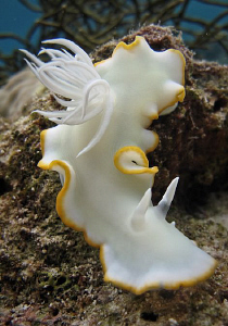 Ardeadoris egretta by Jun Lao 
